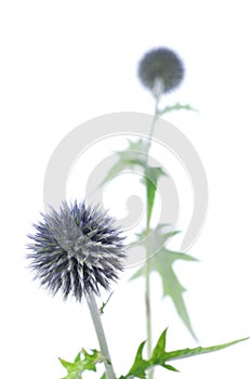 Echinops Globe Thistle photo