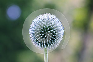 Echinops is a plant rarely found in home gardens