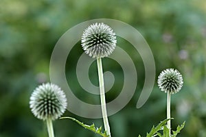 Echinops is a plant rarely found in home gardens