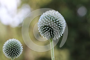 Echinops is a plant rarely found in home gardens