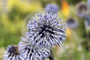 Echinops rito photo