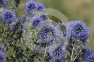 Echinops ritro