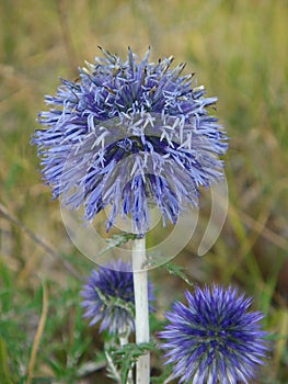Echinops ritro in bloom