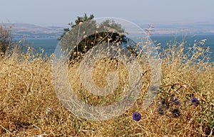 Echinops ritro flower near a lake