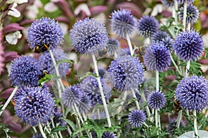 Echinops ritro