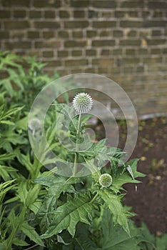Echinops ritro plant