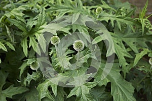 Echinops ritro plant