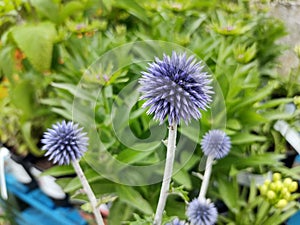 Echinops ritro 'Veitch's Blue'