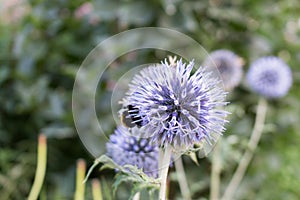 Echinops sphaerocephalus known as Great Globe Thistle or Pale Globe Thistle. photo