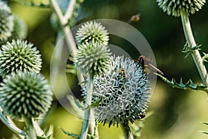 Echinops sphaerocephalus. Names: glandular globe-thistle, great globe-thistle or pale globe-thistle. is a Eurasian species. Close