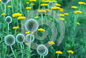 Echinops or thistle. Round and spiky flowers of Echinops sphaerocephalus names: glandular globe-thistle, great globe-thistle or