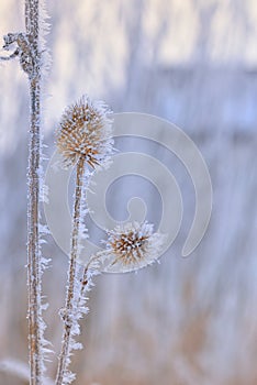 Echinops thistles plant