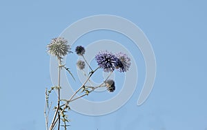 Echinops wiolet flowers. On the sky. photo