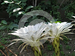 echinopsi oxygona in a sunny day