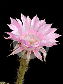 Echinopsis