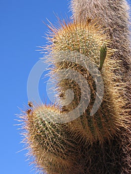 Echinopsis atacamensis, Giant Cactus, Bolivia