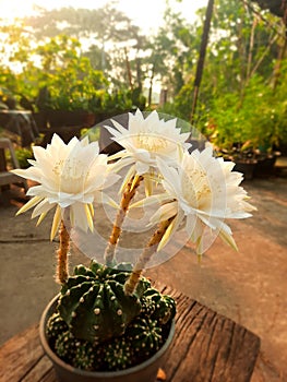 Echinopsis blooms beautifully and fragrantly.