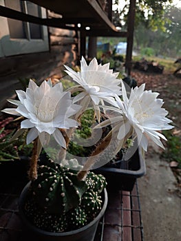 Echinopsis blooms beautifully and fragrantly.