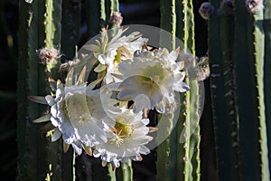 Echinopsis bridgesii flowers