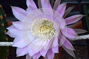 Echinopsis bright pink flower macro shot in hot august