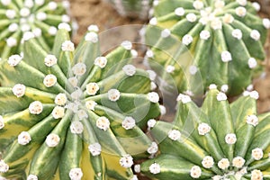 Echinopsis cacti