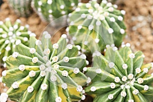 Echinopsis cacti