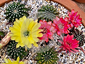 The Echinopsis cactus with beautiful flowers