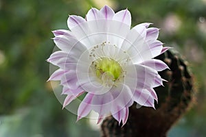 Echinopsis cactus. Blooming cactus at home on the windowsill, a beautiful flower of a prickly plant