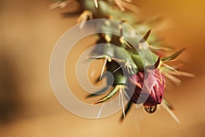 Echinopsis cactus flower