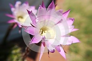 Echinopsis cactus flower.