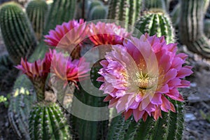 Echinopsis cactus flowers blooming