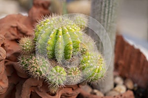 Echinopsis cactus, green-yellow succulent plants with round-shaped stems on a terracotta pot in the rock garden