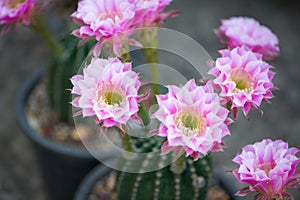 Echinopsis cactus Hybrid Angel pink flower