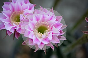 Echinopsis cactus Hybrid Angel pink flower