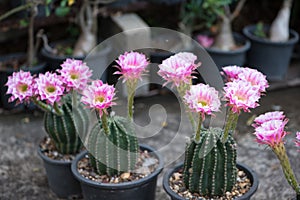 Echinopsis cactus Hybrid Angel pink flower