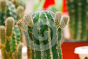 Echinopsis cactus with offshoots of babies or pups