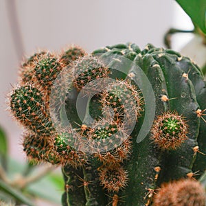 Echinopsis cactus with offshoots of babies or pups