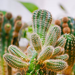 Echinopsis cactus with offshoots of babies or pups