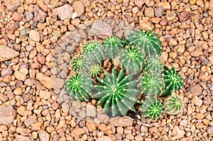 Echinopsis cactus plant
