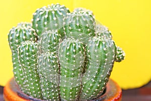 Echinopsis cactus in pot