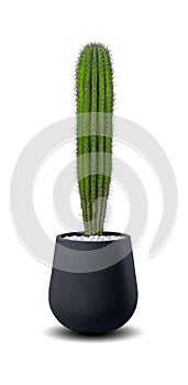 Echinopsis Cactus a potted plant isolated over white