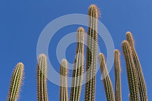 Echinopsis cactuses against blue sky