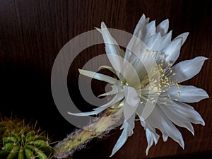 Echinopsis calochlora in bloom close up