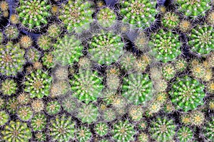 Echinopsis calochlora cactus background photo