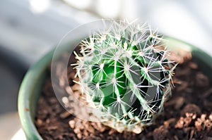 Echinopsis calochlora, Goloden Echinopsis calochlora or cactus