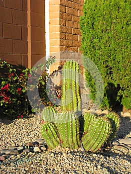 Echinopsis candicans or Argentine Giant Cactus