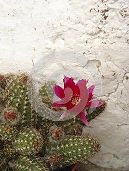 Echinopsis chamaecereus, cactus close up