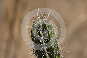 Echinopsis chamaecereus or cereus silvestrii Cactus  Closeup Shot