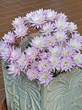 Echinopsis eyriesii in blooming