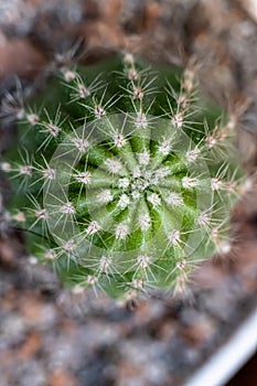 Echinopsis eyriesii is a species of cacti of the genus Echinopsis. It is genus name of Cactus and speceice name of Ferocactus